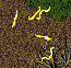 KGP-FOD-worms.png